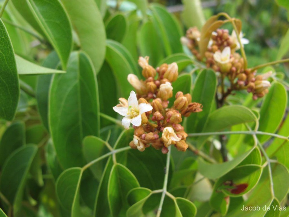 Connarus monocarpos L.